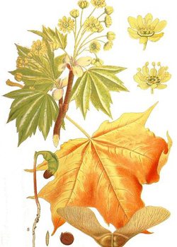 Ботаническая иллюстрация из книги К. А. М. Линдмана