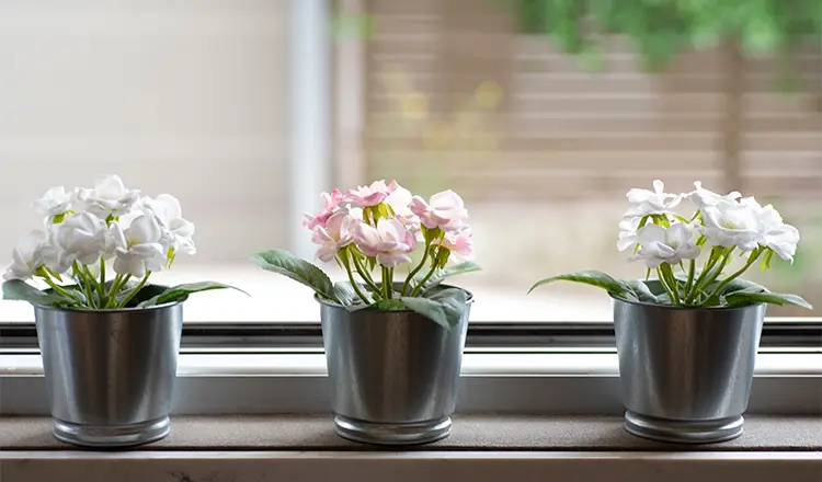 Цветы на подоконнике: как выбрать, куда поставить и не погубить