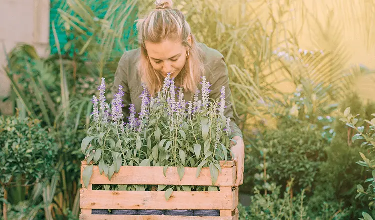 Какие травы и цветы на даче под запретом и чем это грозит