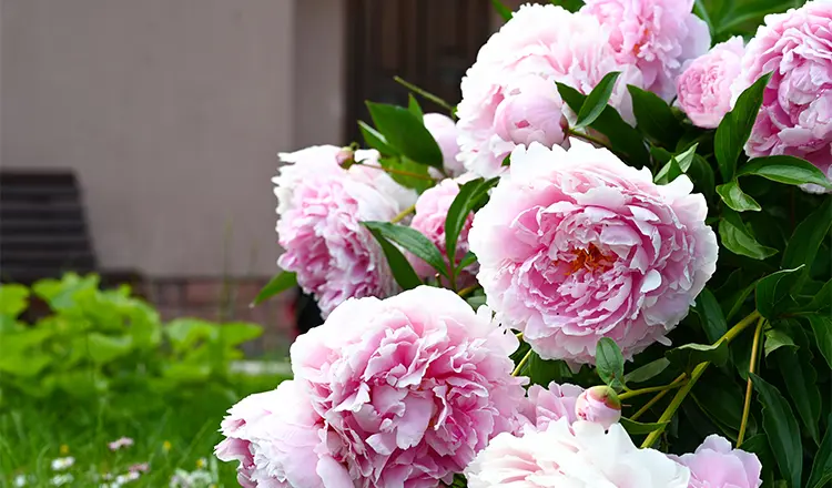 Пионы: виды, уход и когда они цветут после посадки