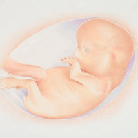 11 неделя беременности (1 триместр)