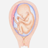 25,26,27,28 недели беременности: что происходит, развитие беременности и плода