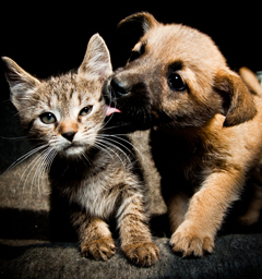 Блиц: кошки против собак