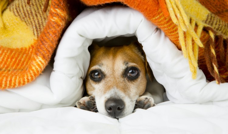 Чем лечить простуду у собаки чихуахуа в домашних условиях