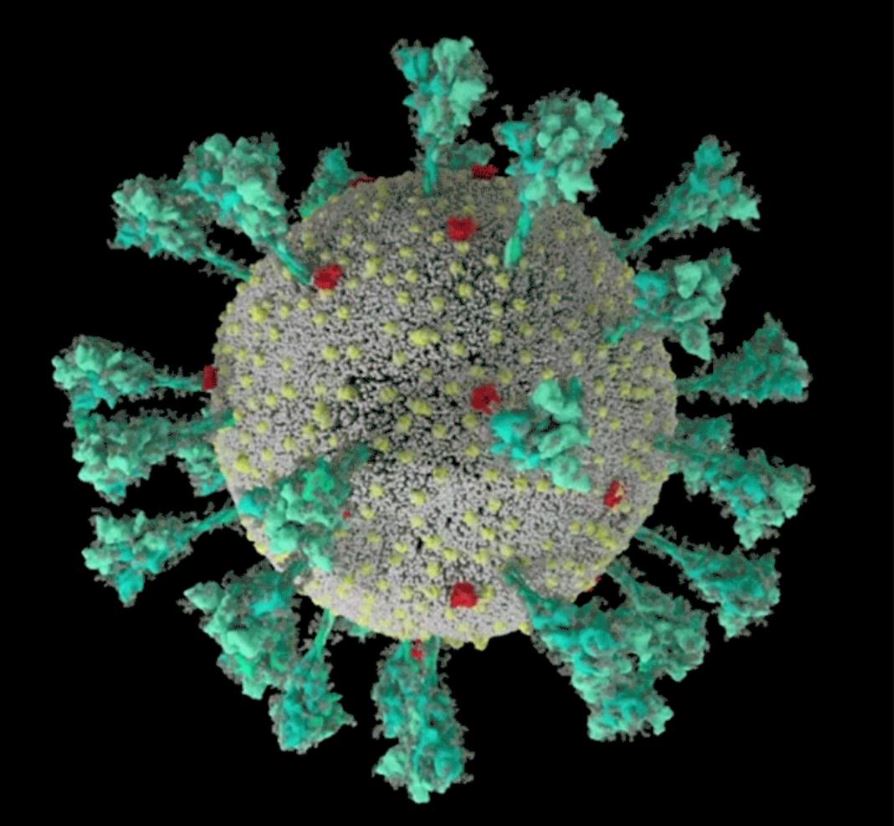 коронавирус механизм заражения