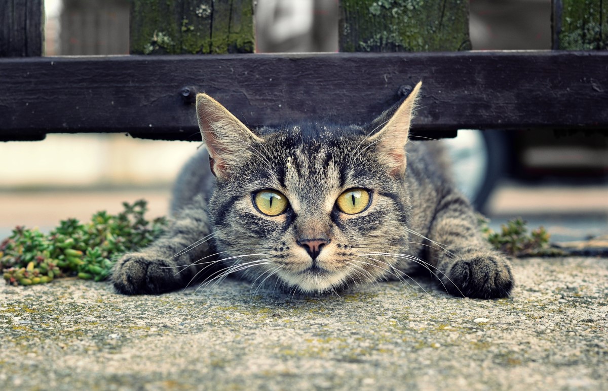 подсчет городских бездомных кошек