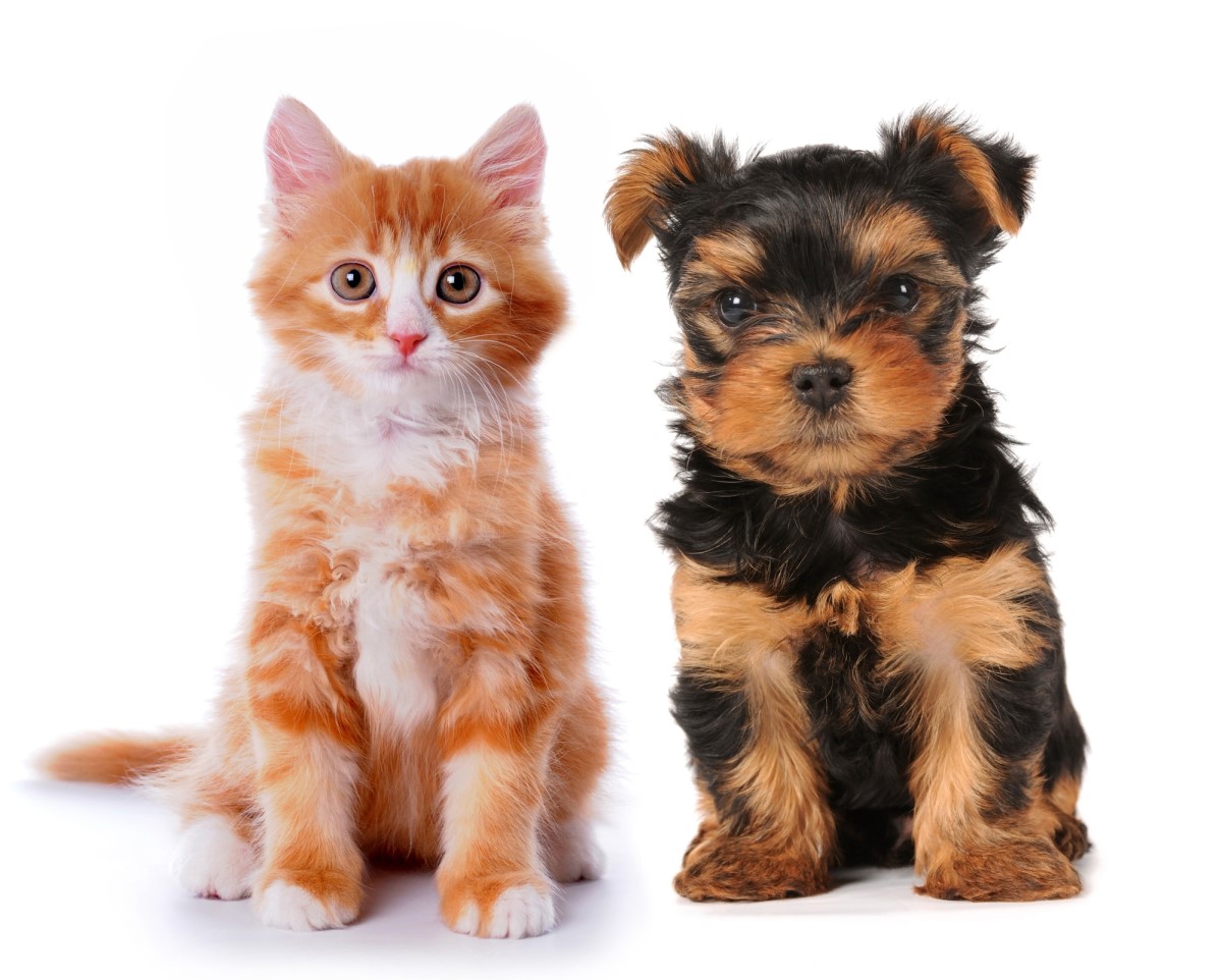 Страхование собак и кошек