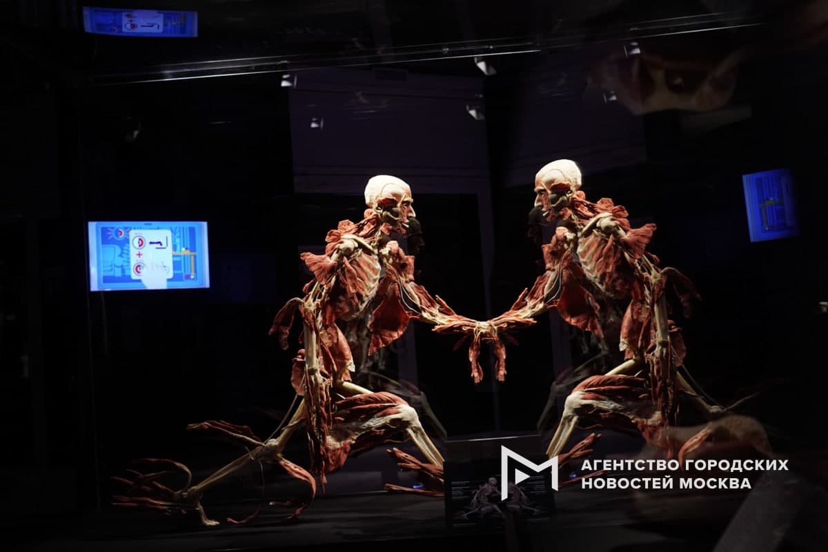 Анатомическая выставка Мир тела