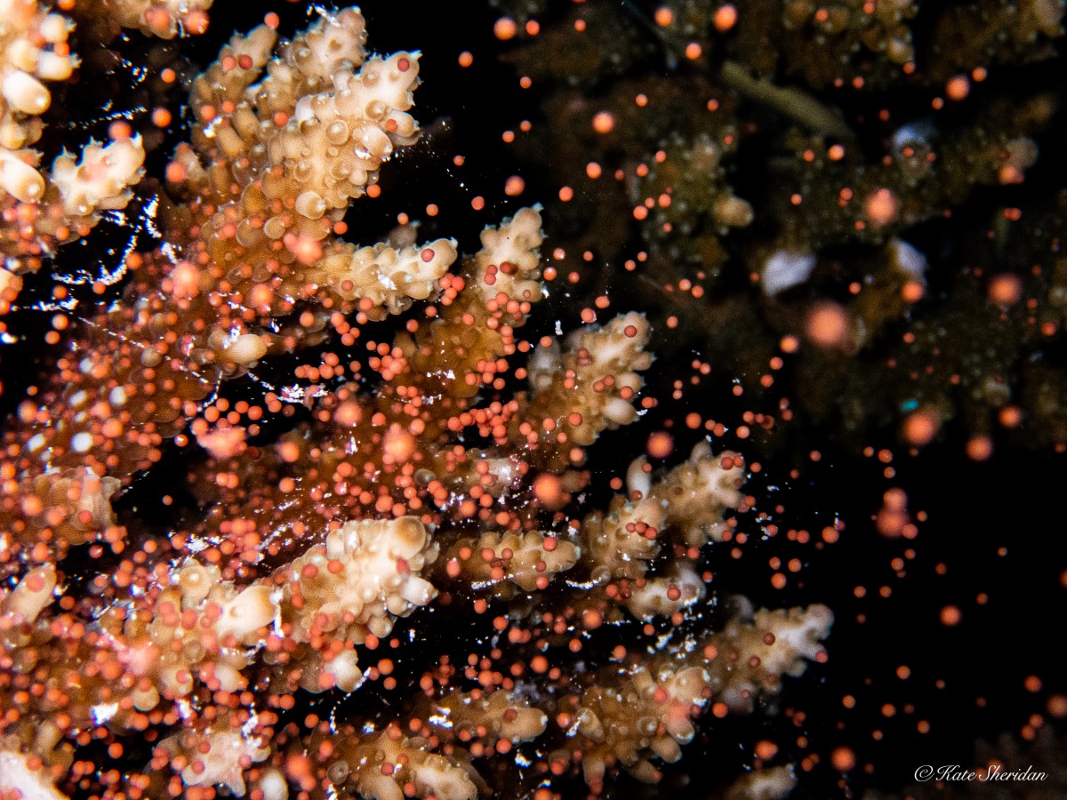 Размножение кораллов