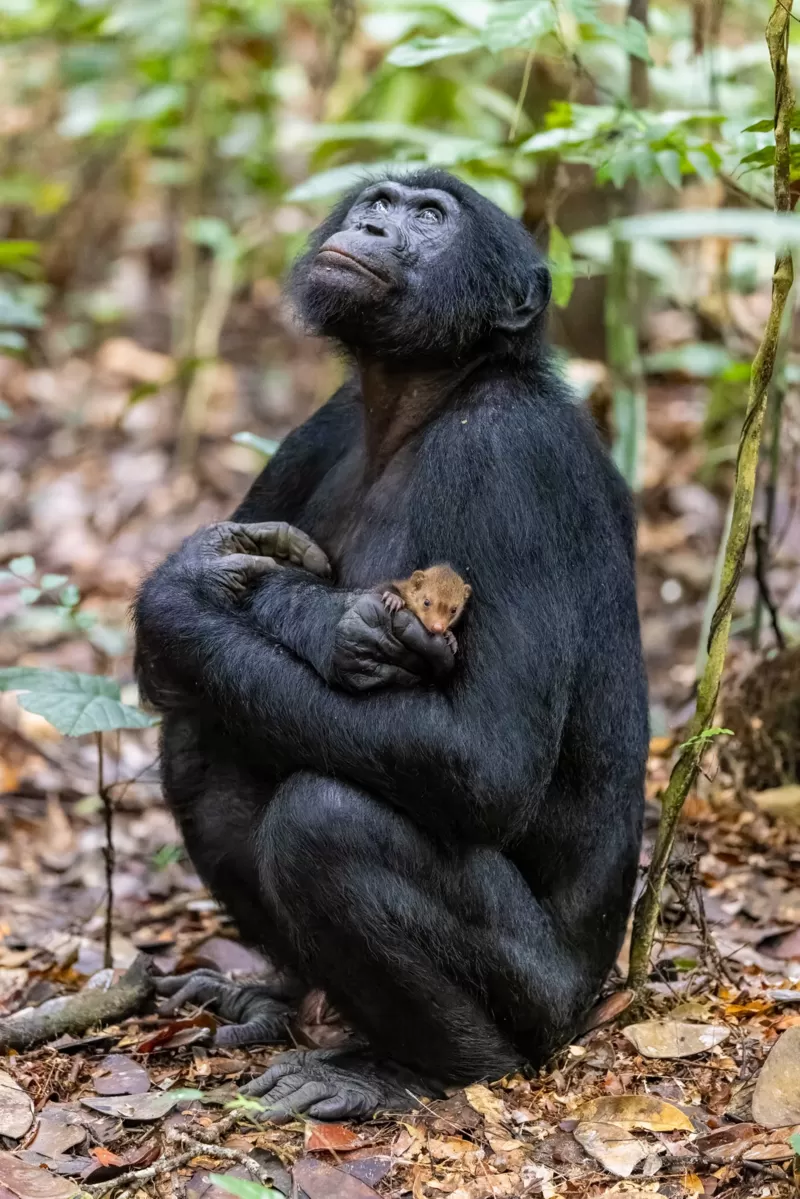 Бонобо и мангуст
