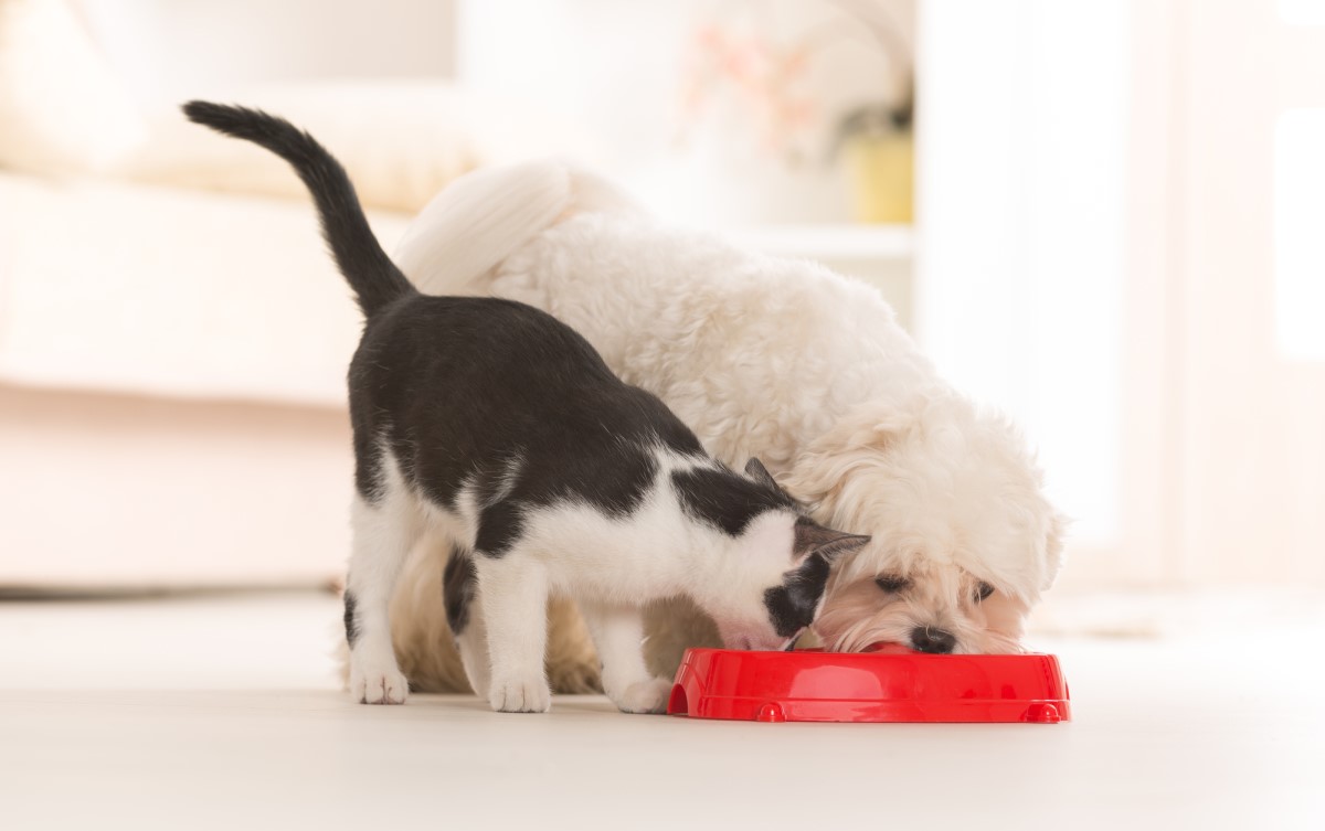Чем кормить кошку и собаку