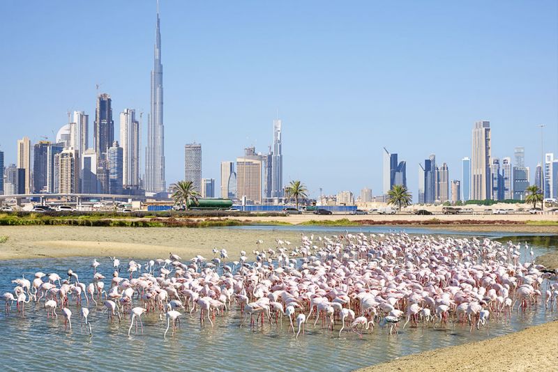 Ras Al Khor Wildlife Sanctuary