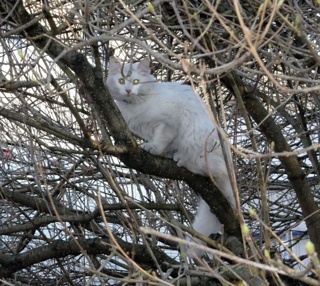 Кошка принесла мышь в кровать