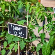 Как посадить помидоры, чтобы не болели фитофторой
