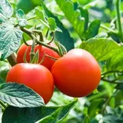 Геннадий Распопов: Высаживаем помидоры в теплицу: как подготовить рассаду и почву