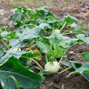 Как вырастить брокколи и цветную капусту: рассада, удобрения и другие секреты