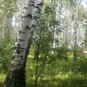 Отдых на природе для меня – это звуки и запахи леса
