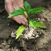 Франс Халилов: Не подкармливайте азотом деревья и кустарники в августе, иначе…