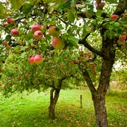 Почему яблоня плодоносит через год?