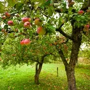 Роман Кудрявец, Нина Белявская: Почему яблоня плодоносит через год?