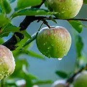 Геннадий Распопов: Чем обработать яблоню от парши осенью