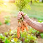 Галина Кизима: Как обработать морковь от вредителей?