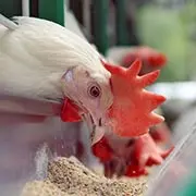 Как очистить курицу от антибиотиков - и еще 4 вопроса о курином мясе