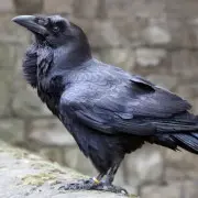 Чем можно кормить ворона?