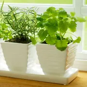 Комнатные растения: освещение, полив, опрыскивание, температура - 4 главных условия