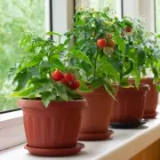 Как выращивать на подоконнике томаты, перец и разнообразную зелень даже зимой