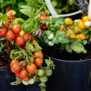 Мобильный огород: выращивание томатов и перца в горшках 