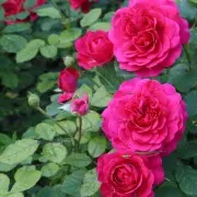 Как посадить садовую розу дома?
