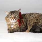 ��� ��������� �����