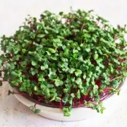 Выращиваем микрозелень: полезно, вкусно, необычно