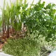 Что можно вырастить в качестве микрозелени?