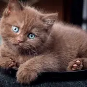 Воспитание котенка: как приучить его к лотку