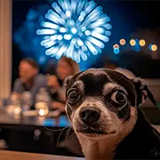 Как пережить праздники, если собака пугается фейерверков