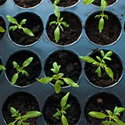 Рассада в феврале: что сеять, как ухаживать и чем подкормить