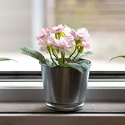 Цветы на подоконнике: как выбрать, куда поставить и не погубить