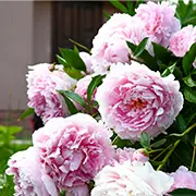 Пионы: виды, уход и когда они цветут после посадки