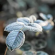 Как защитить растения в саду от весенних заморозков: полный гайд