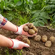 Пора копать картошку – не инструкция: дачный календарь до первых заморозков