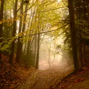 Осень. О чём молчат деревья