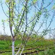 Н. Ефимова: Обрезка деревьев весной: как правильно?