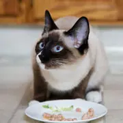 Как выбрать корм для кошек: советы экспертов