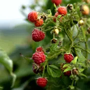 Галина Кизима: Посадка малины в августе: как выбрать место и какие нужны удобрения