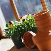 Растения в контейнерах: как оформить балкон и садовый участок