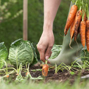 Огород весной и летом: обработка от вредителей и защита овощей