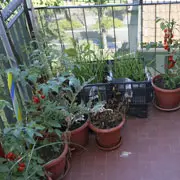 Людмила Головина: Овощи на балконе: 5 секретов урожая