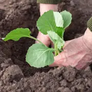 Галина Кизима: Выращивание капусты, борьба с болезнями и вредителями: 10 вопросов